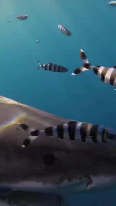 🔥 A close encounter with Lucy, a battle-scarred white shark.