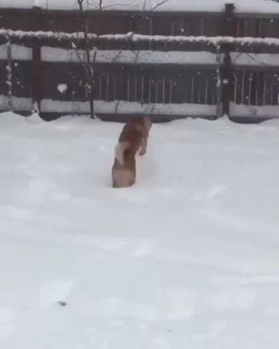 Snow zoomie