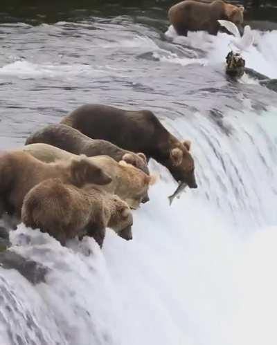 🔥 All-you-can-eat buffet at the Brooks Falls, Alaska 🔥