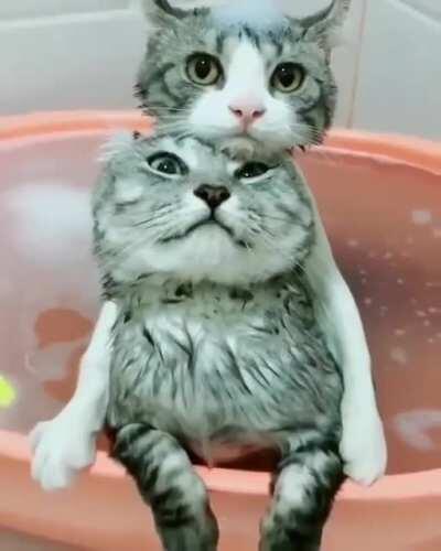 Cute cat together