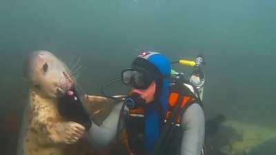 Seals are like dogs of the sea. The diver here is Ben Burville.