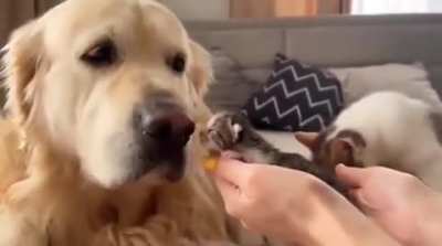 Dog meets best friends babies