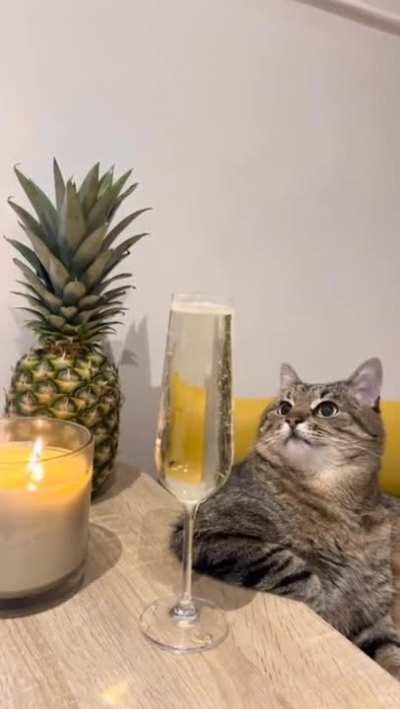 Champagne Cat