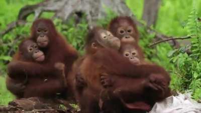 Young orangutans at rehab center are taught with toy cobra to be cautious around snakes