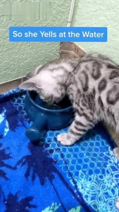 Uma gatinha dando bronca na água porque ela molhou sua pata