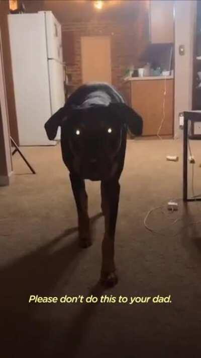 Doberman stalks his dad