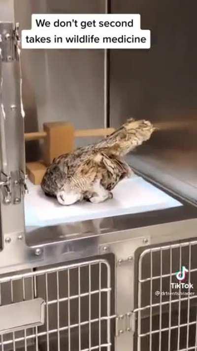 To safely return an anesthetized bird to its cage…