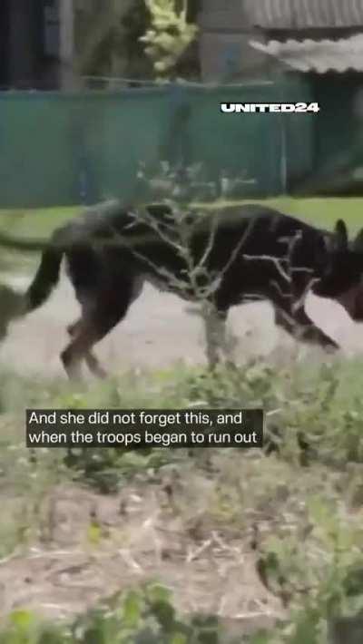 The dog that saved lives