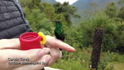 A hummingbird surprised me by landing on my finger