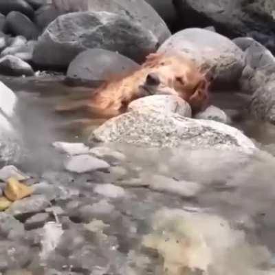 Dreaming in the Stream, A Moment of Calm and Gentle Peace