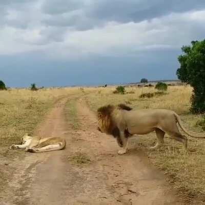 Pranking the Wife Lion sneaking up on a sleeping lioness in the Maasai Mara..!