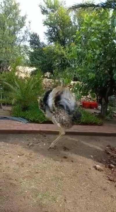 When dance just takes over your soul. Warning! May contain live nude ostriches! Hide the children. (On the farm in Namibia)