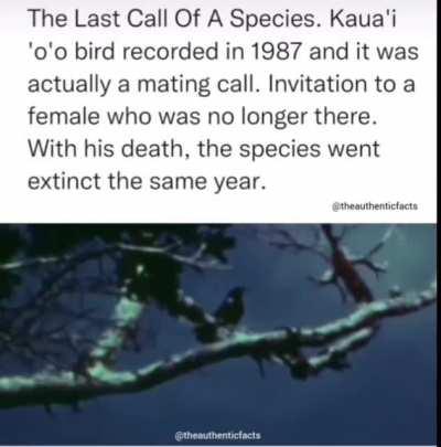 The last call of a species.