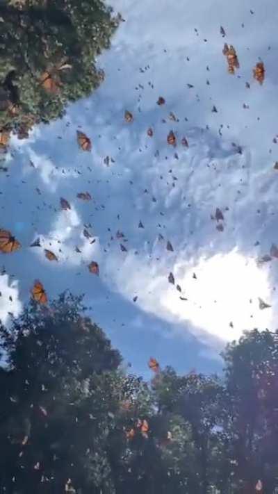 Million's of Monarch Butterfly, Biosphere Reserve