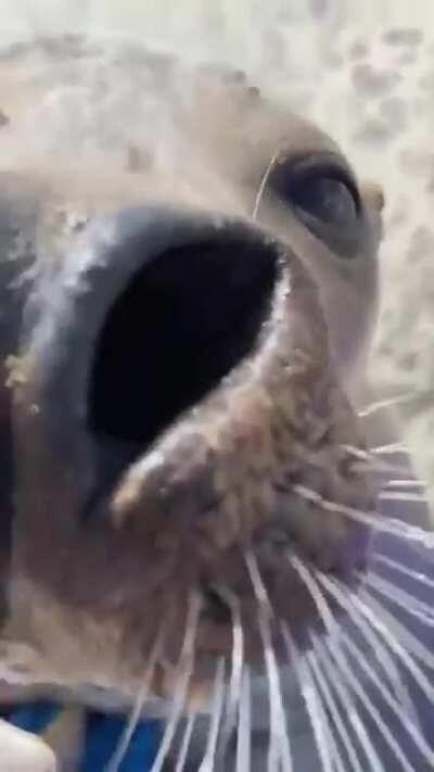 Sea doggo gives you a boop