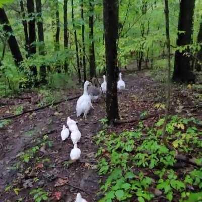 Went exploring in the woods looking for mushrooms - to our surprise and utter delight, our geese and ducks decided to join us! They hiked about a half mile with us, keeping up the whole time. The best feathered doggos.