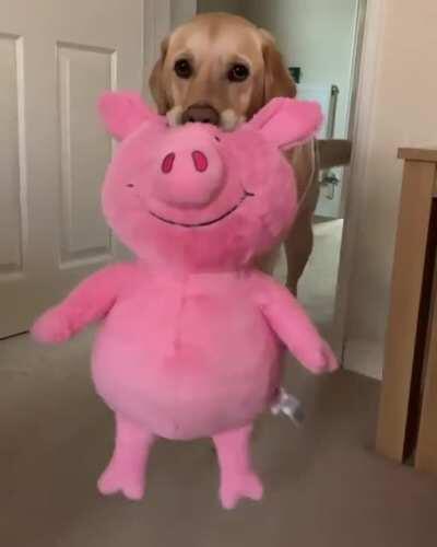 This dog’s favorite toy is a pig half his size and he carries it everywhere and I’m in love