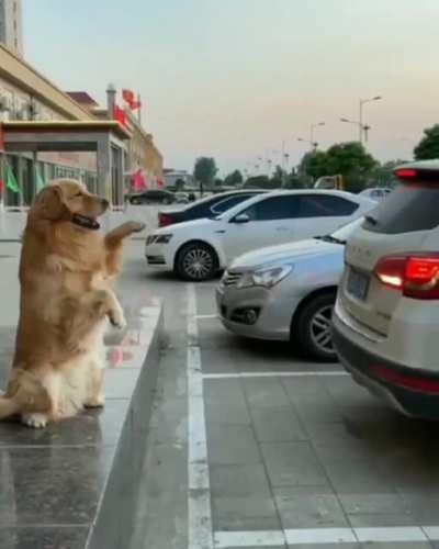 Barking sensor