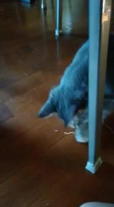 Cat trying to eat noodle