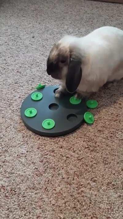 Best game for bunny!