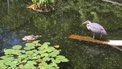 Mother duck protecting its babies from a heron