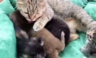 Mum Adopts Orphaned Otter