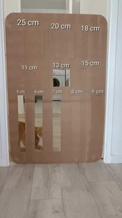 Interesting cat behaviours