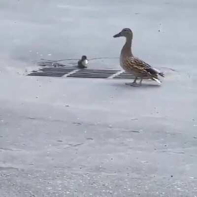 Sad Duck Mother