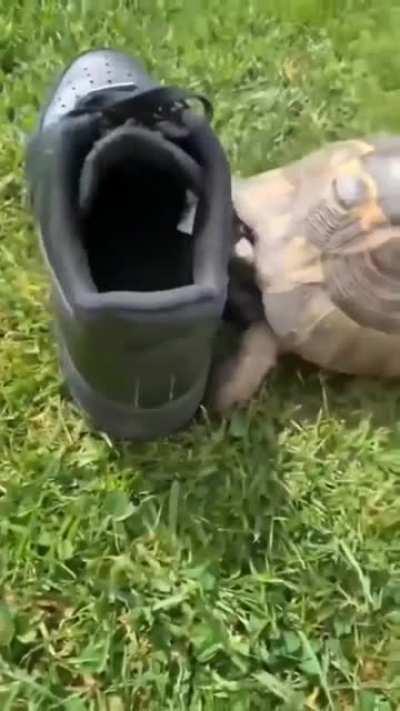 Silly turtle