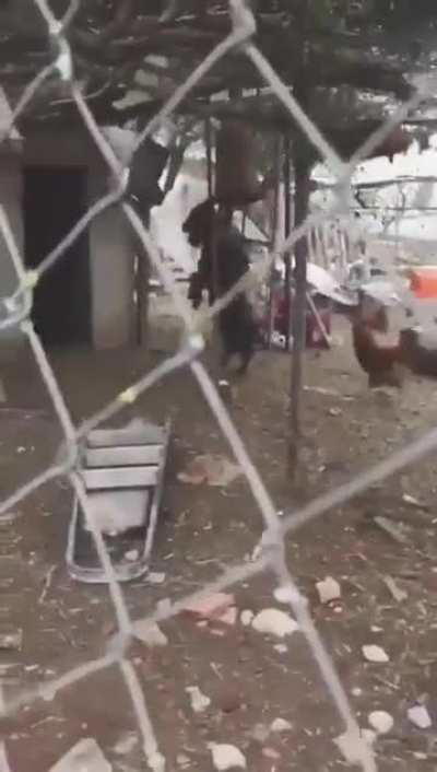 A black goat walking on its hind legs tricks a chicken into a shack.