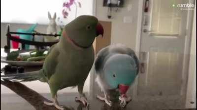 Two Birbs having a convo