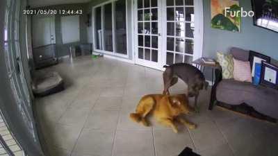 Good girl rushes and helps stop best friend seizure