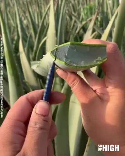 Cutting aloe Vera leaf