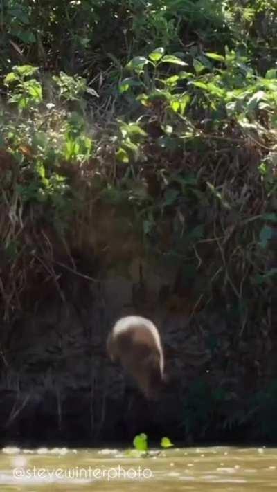 🔥 Capybara alerts herd of Jaguar's presence with a call and dive bombs to escape