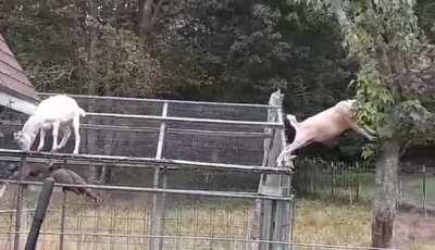 My goats licking maple syrup from tree