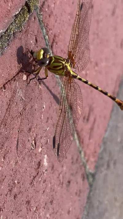 Ant takes his last look at the world as a dragonfly eats him from the bottom up