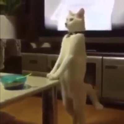 catstandingup