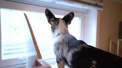 We live in a basement suite. So I built a loft for our corgi Wolfgang.