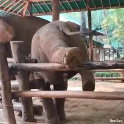 Cute friendly elephants