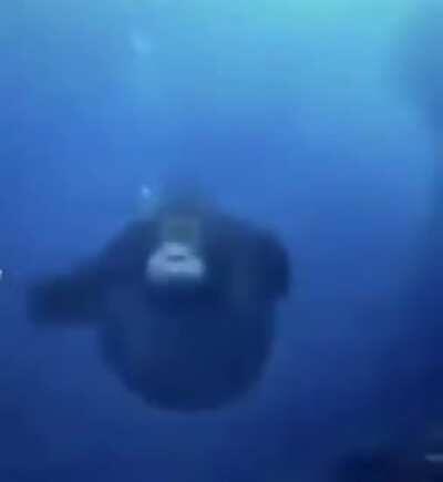 Monke sea