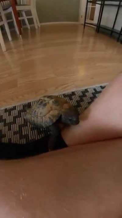 Speedy, the hyperactive tortoise