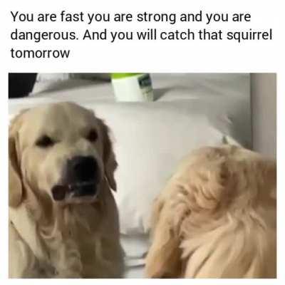 Motivational doggo