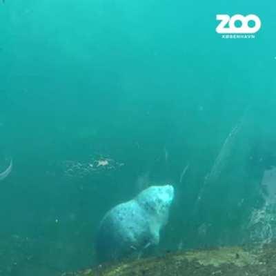 seal cub falls asleep and fails to stay afloat