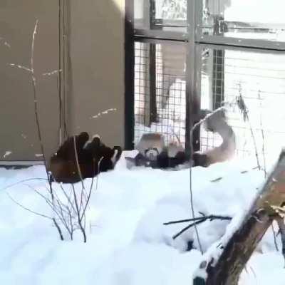 🔥 These two red pandas appear to be slapboxing