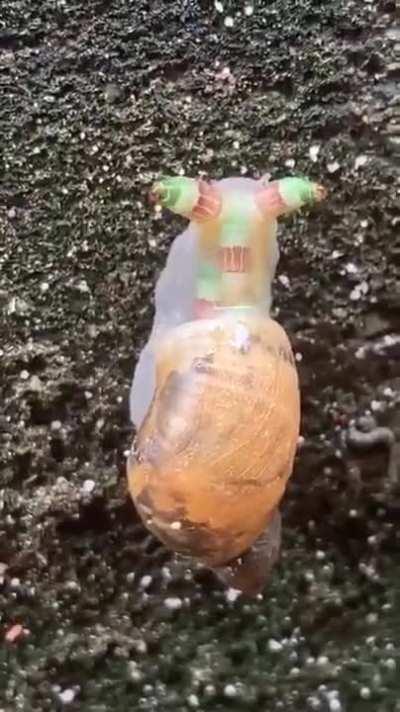 A parasitic worm has turned this snail into a 