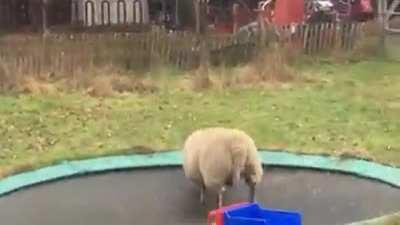 Sheep discovers how to use a trampoline