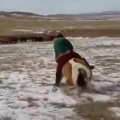 Mongolian men manhandle horse.