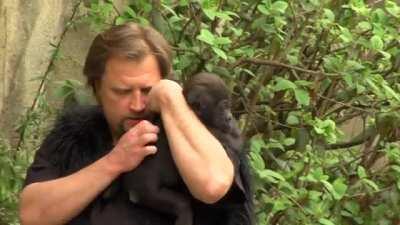 Gorilla moms occasionaly reject their babies and have to be raised by zoo keepers. They will eventually find a natural family and an adoptive Gorilla mother, so the staff has to go to extreme lengths to ensure they are prepared for the moment