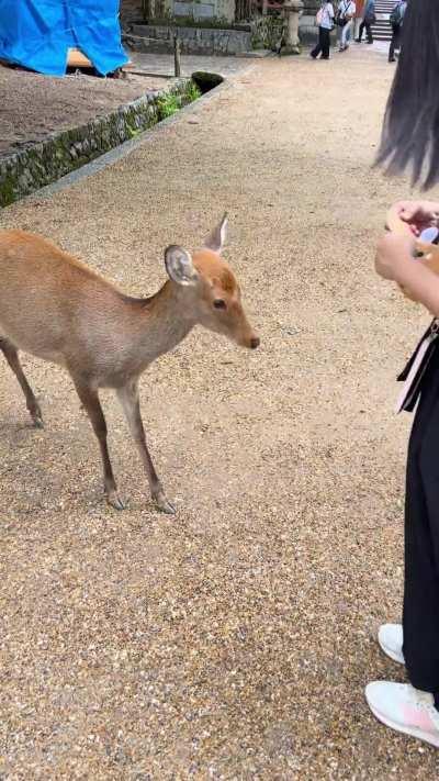 [OC] The well mannered deer of Nara, Japan ♡