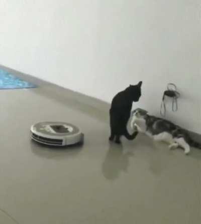 This cat is too slick with the Roomba.